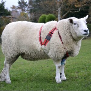 Agrimark Deluxe Anti-Chaffe Ram Harness