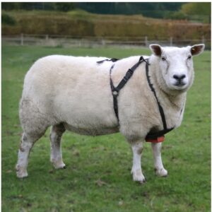 Agrimark Eco Ram Harness