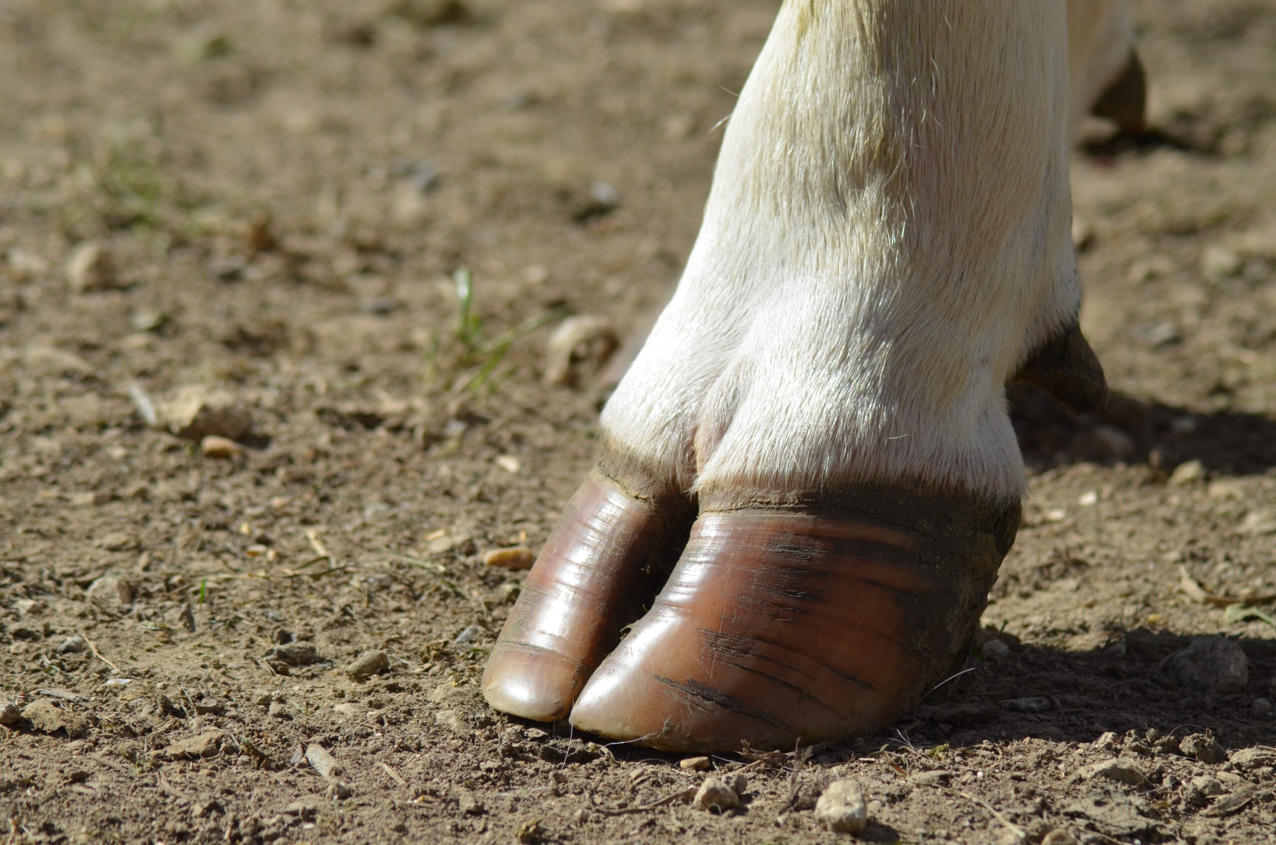 benefits of hoof trimming and cow hoof care