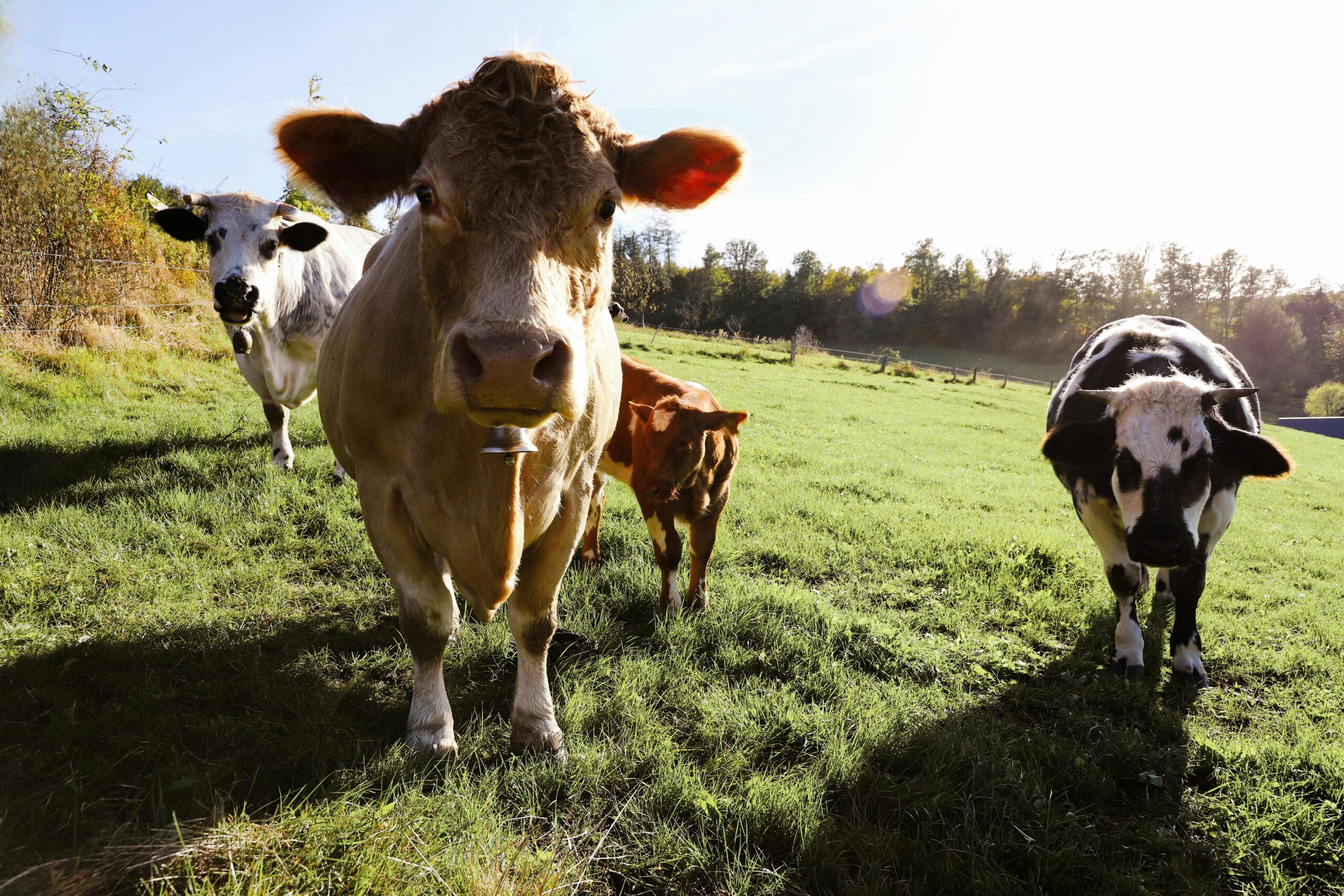 cow hoof care and hoof trimming supplies 