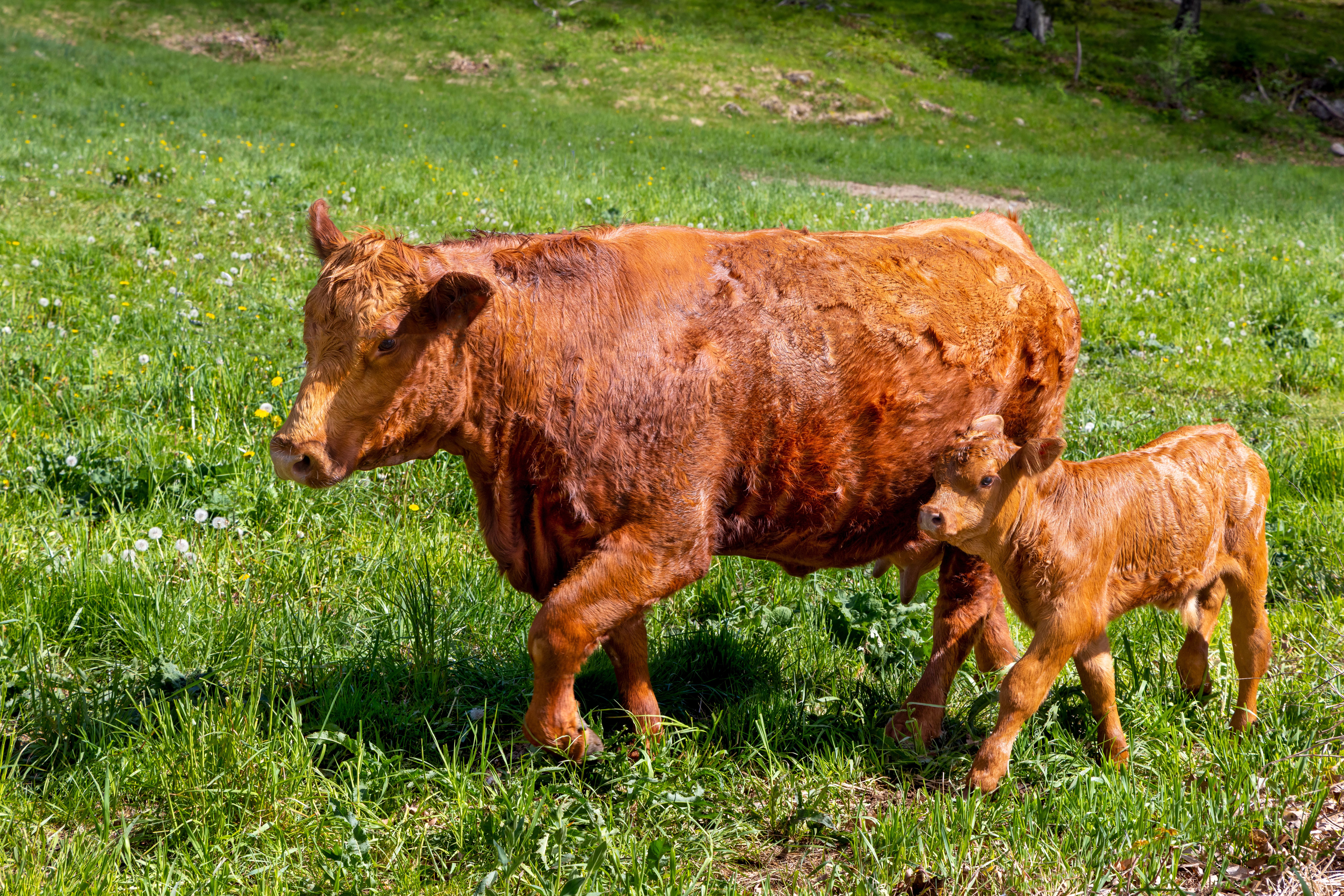cow and calf