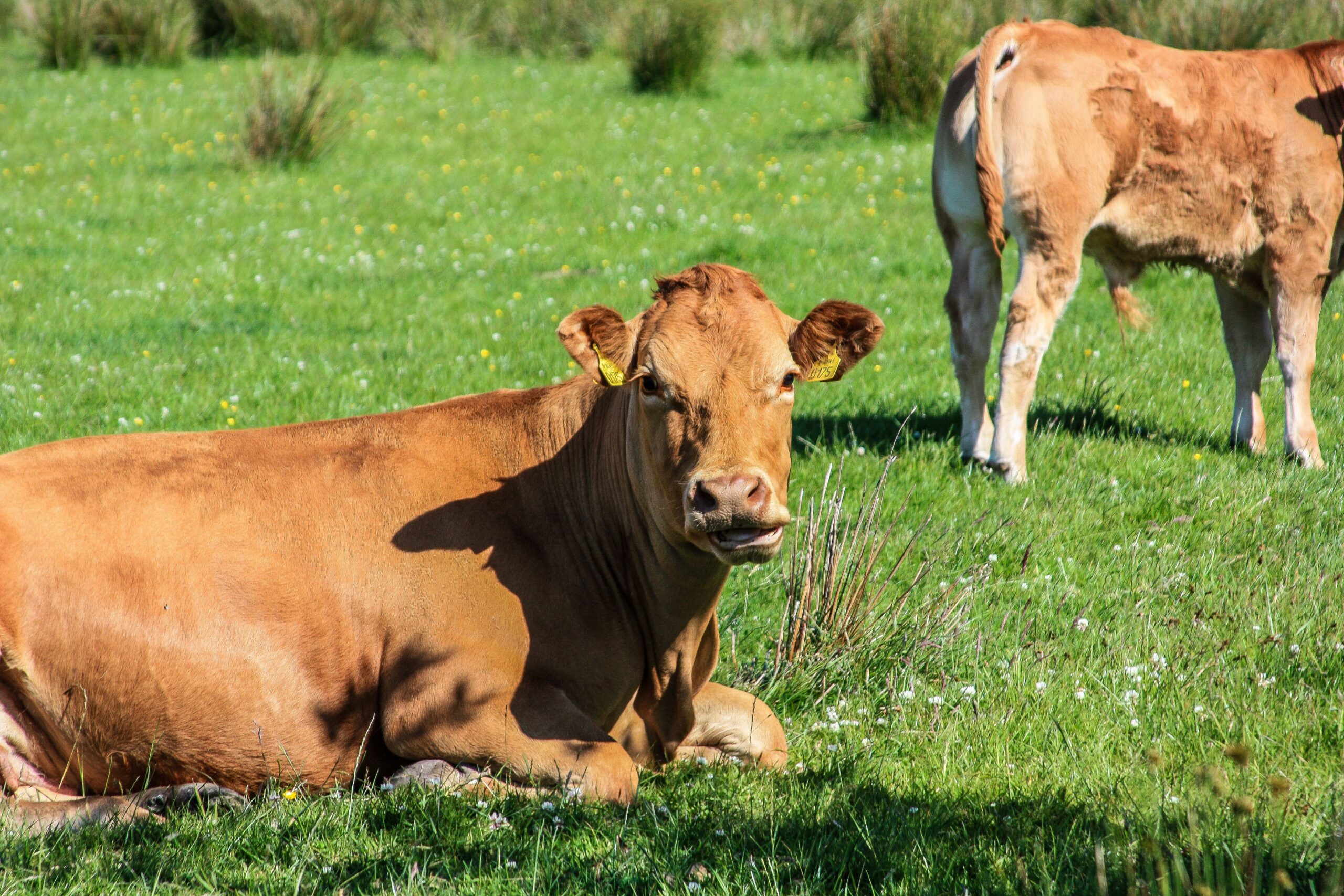 cattle chilling